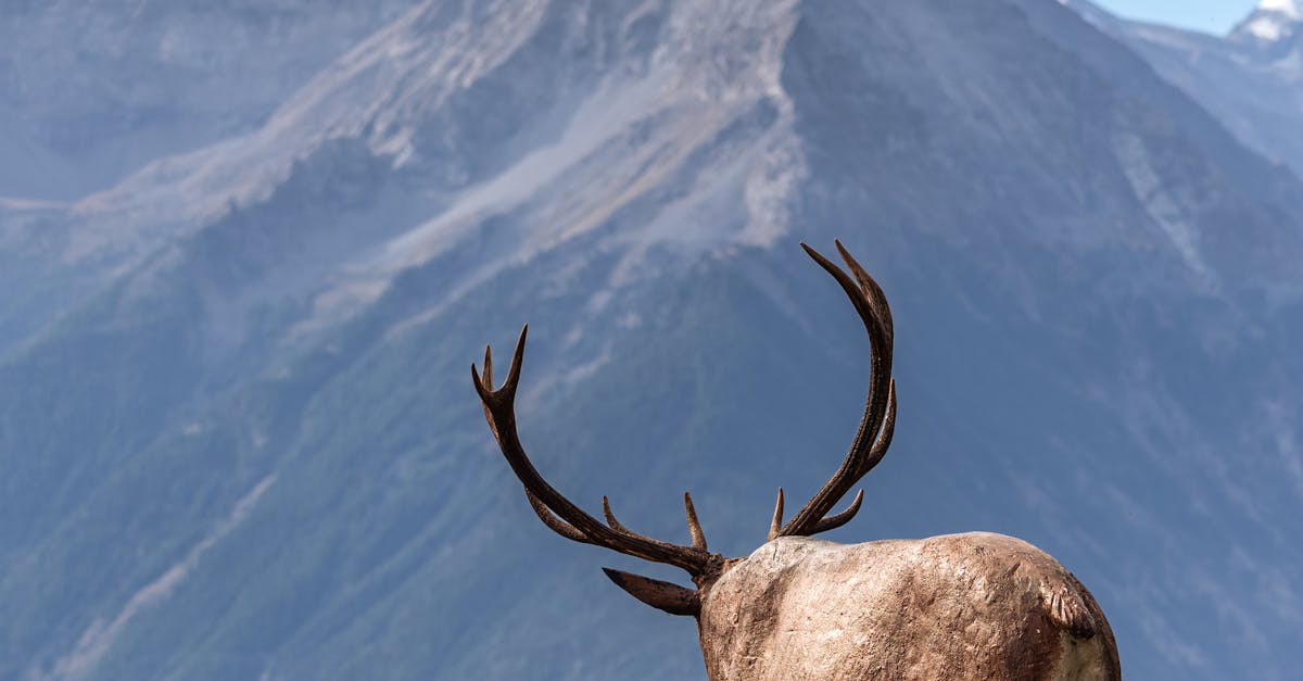 A Comprehensive Overview of DIY Artificial Grass Installation