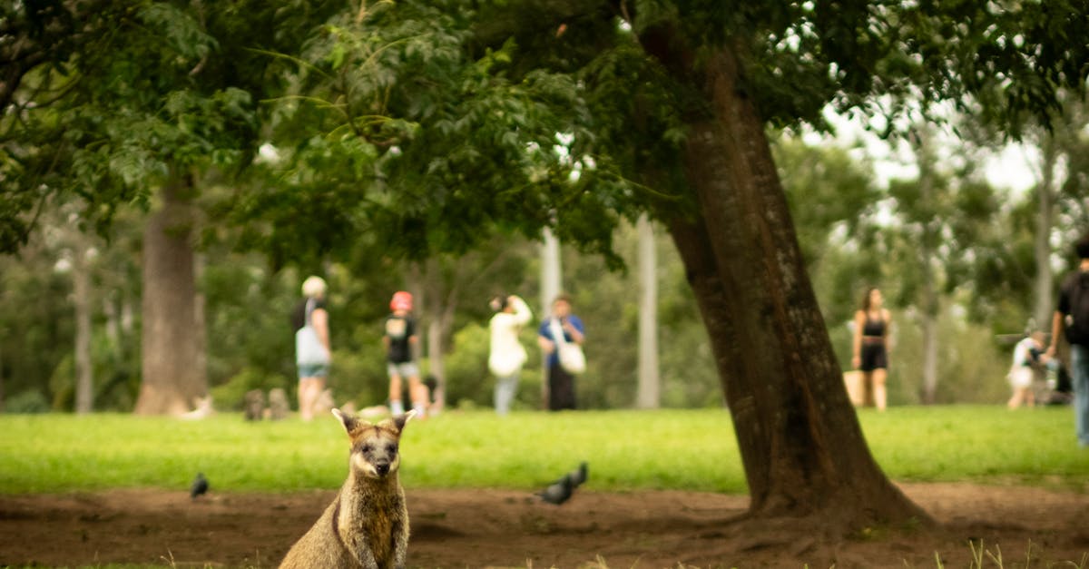 Best Practices for Using Tools During Artificial Grass Installation