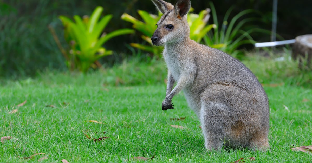 Choosing the Right Artificial Grass Type for Your Landscape