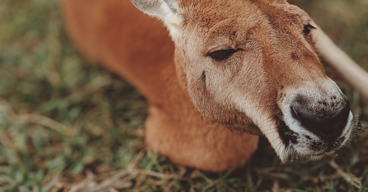 DIY Pest Control Solutions for Artificial Grass Areas