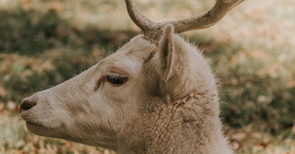 Environmental Benefits of Using Recycled Materials in Artificial Grass