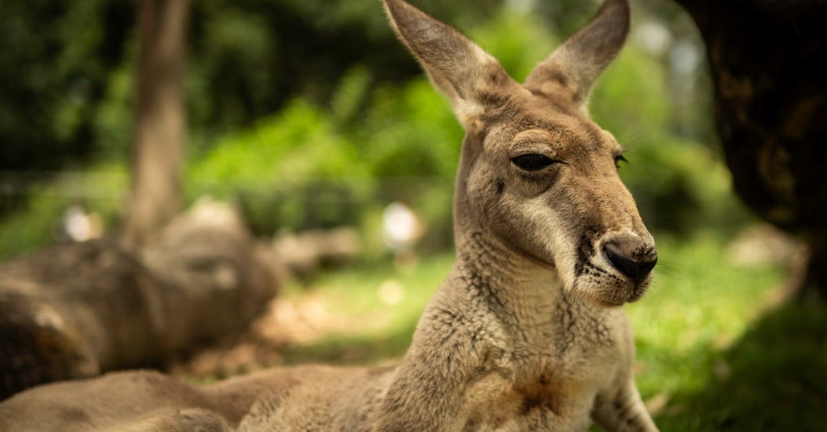 Essential Steps for Preparing Your Site for Artificial Grass