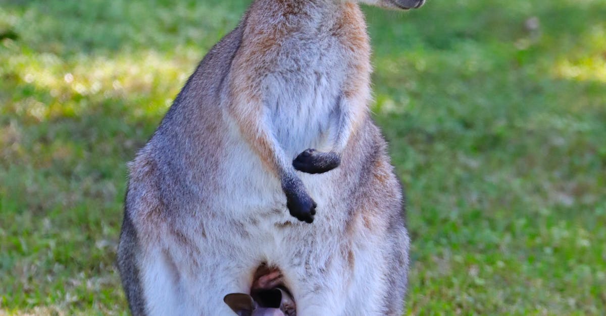 Estimating Labor Costs for Artificial Grass Installation in Brisbane