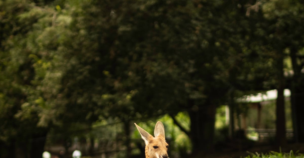 Evaluating the Cost of Professional Installation vs. DIY for Artificial Grass