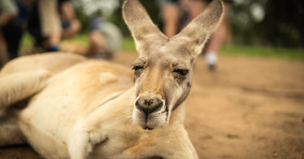 How Low Maintenance Options Enhance Your Outdoor Space