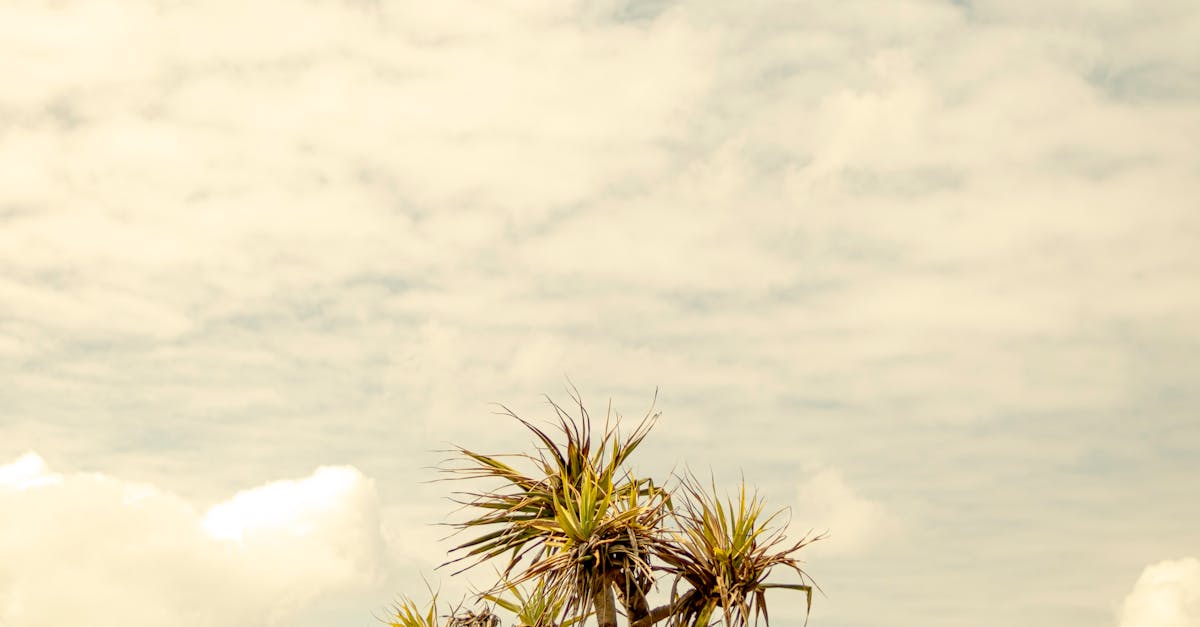 How to Choose the Ideal Pile Height for Your Artificial Grass