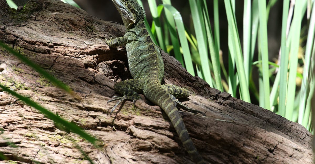 Natural Pest Deterrents for Your Artificial Lawn