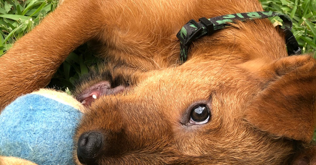 Seasonal Maintenance Checklist for Long-Lasting Artificial Grass