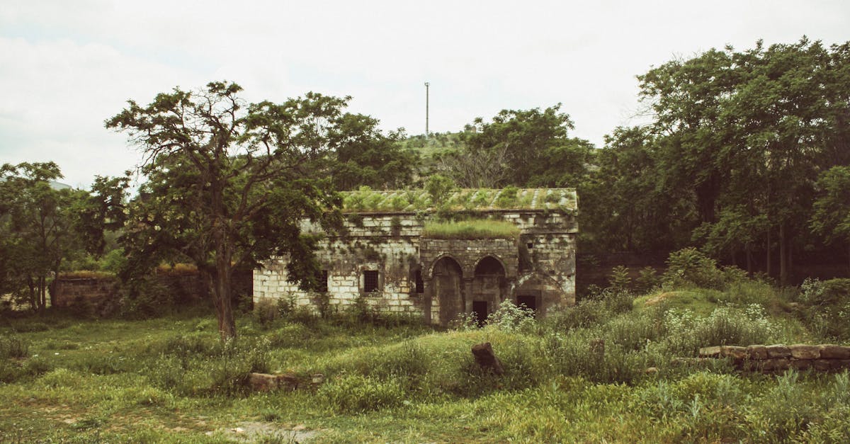 Simplifying Lawn Care with Low Maintenance Solutions