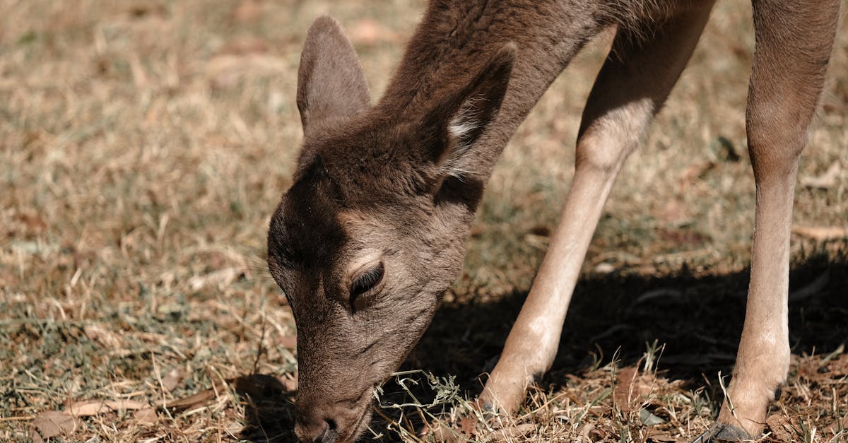 Specialty Artificial Grass Options for Dogs and Pets