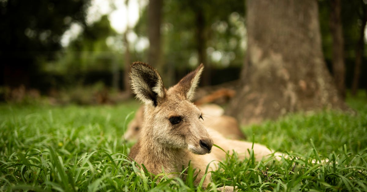 Steps to Remove Pet Waste from Artificial Turf