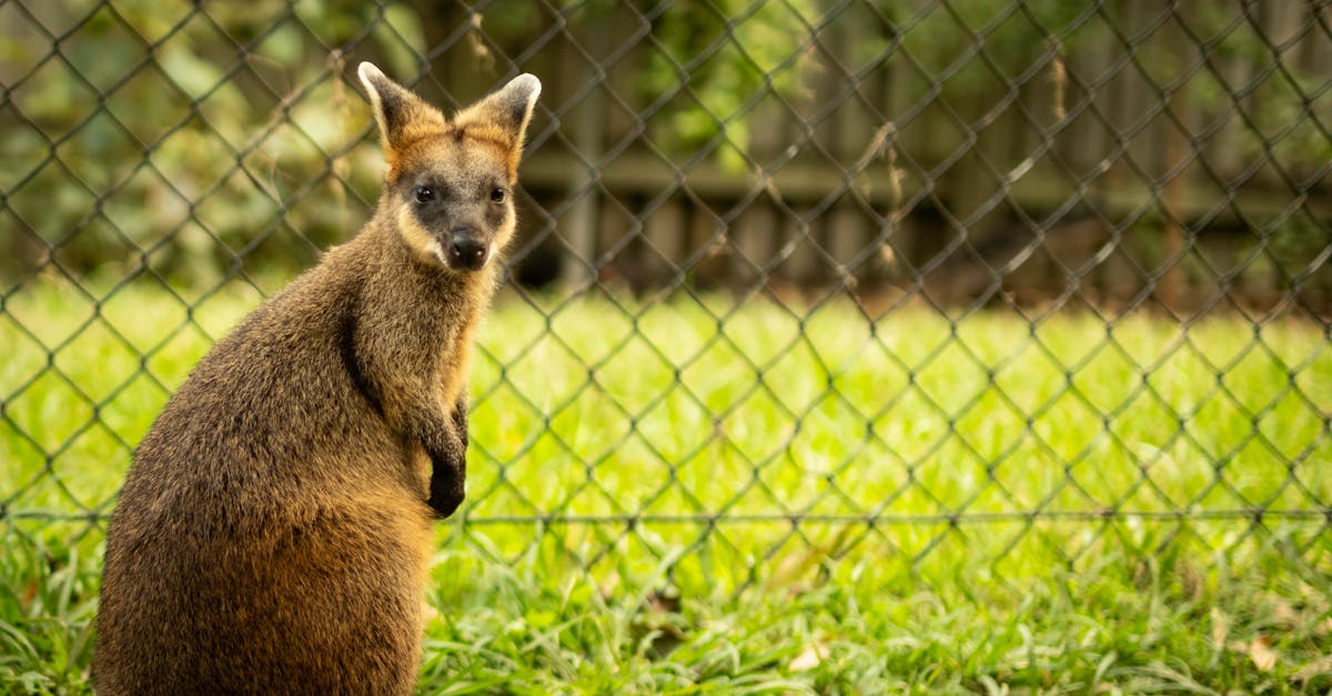 Sustainable Landscaping Practices with Artificial Grass in Brisbane
