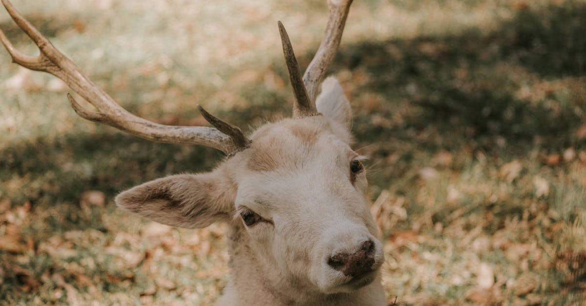 The Ultimate Checklist of Equipment for Laying Artificial Grass