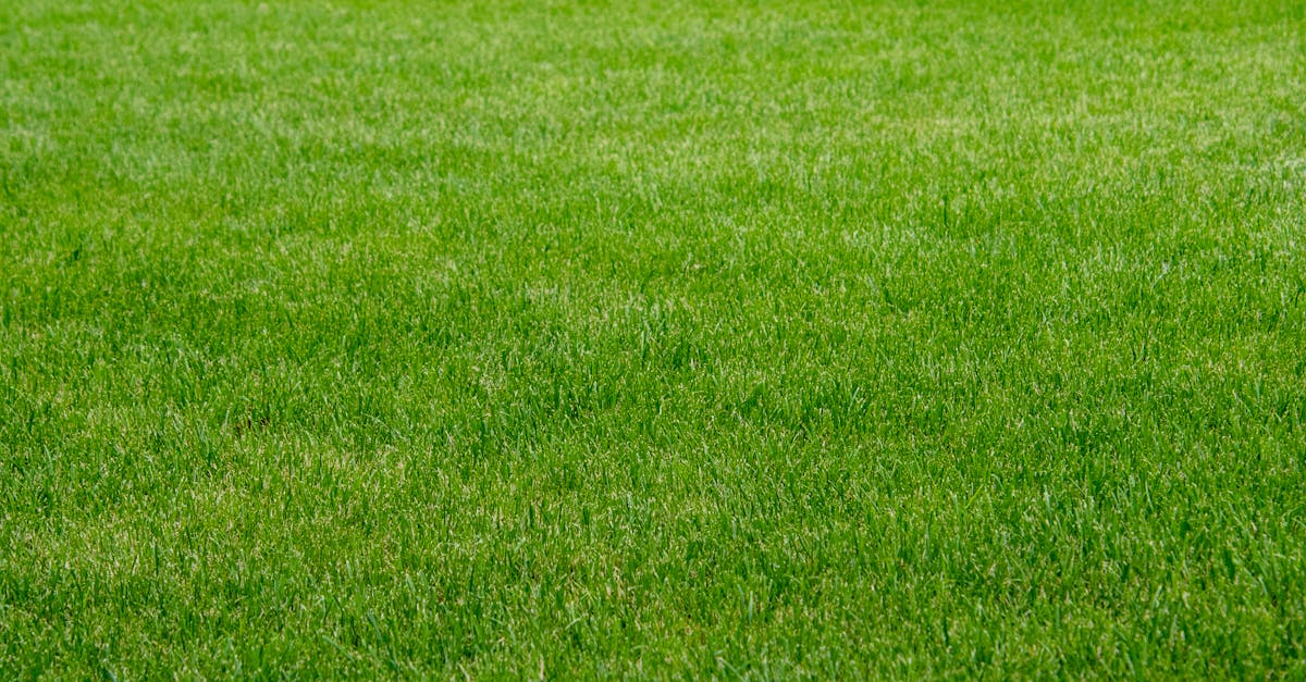 Tips for Achieving a Natural Look with Artificial Grass Installation