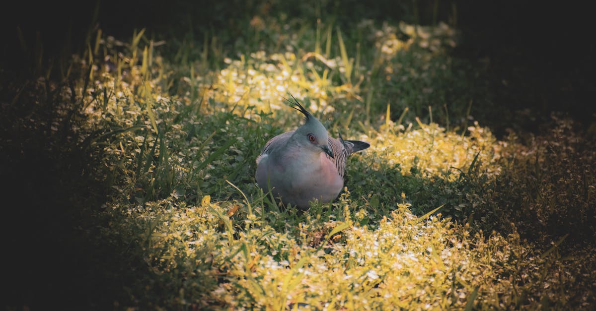 Transforming Residential Gardens Using Artificial Grass