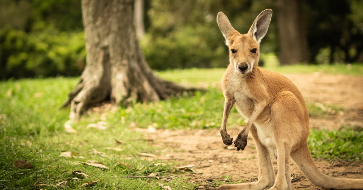 Understanding the Factors Influencing Artificial Grass Installation Costs in Brisbane